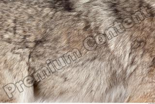 Wolf fur photo reference 0001